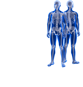 skeleton 4
